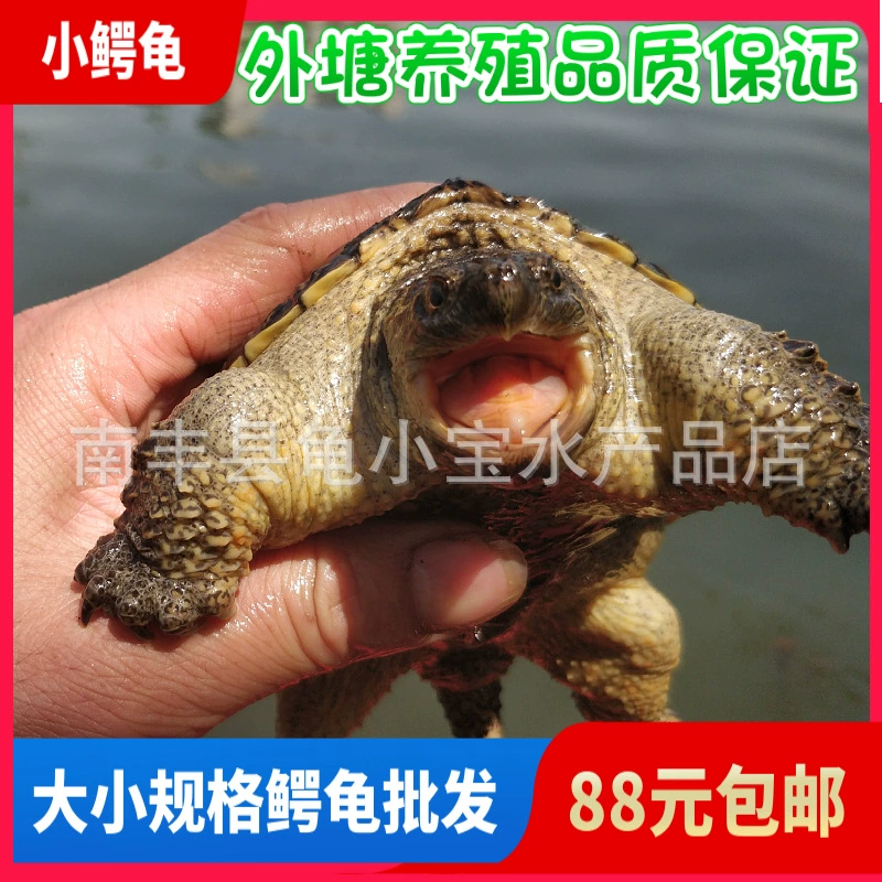 Waitang Будда Крокодил Гибридный Будда Бесплатная доставка Крокодил Черепаха Часы Крокодил Черепаха Рассада Чистый Будда Североамериканский Маленький крокодил Черепаха Игрушка Пакетная доставка