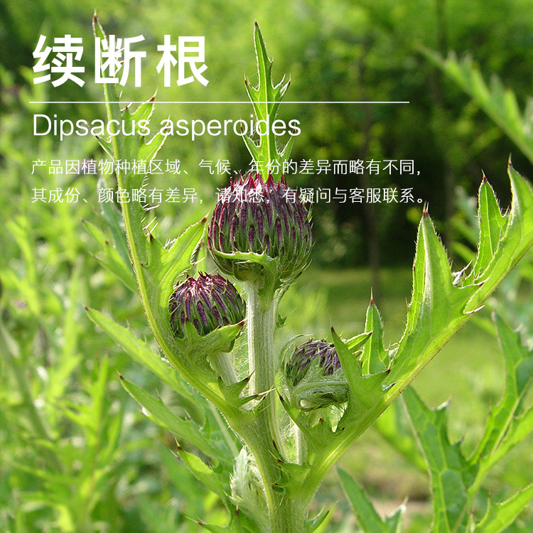 �򻨹�Ӧ���Ͼ��� ��ȡ ������ �ݱ�ֲ�ﾫ��������ӭ�ɹ�