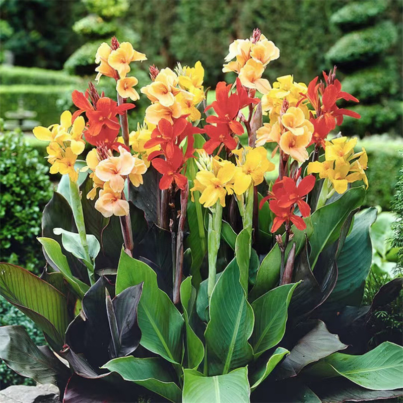 美人蕉种球花苗水养水培花卉大盆栽庭院绿化地栽耐寒植物当年开花