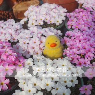 Winter Flowering Peach Series, Wood Sorrel, Pink Snow Peach, Snowball Peach, Ice Peach, Ice Peach Seed Bulbs
