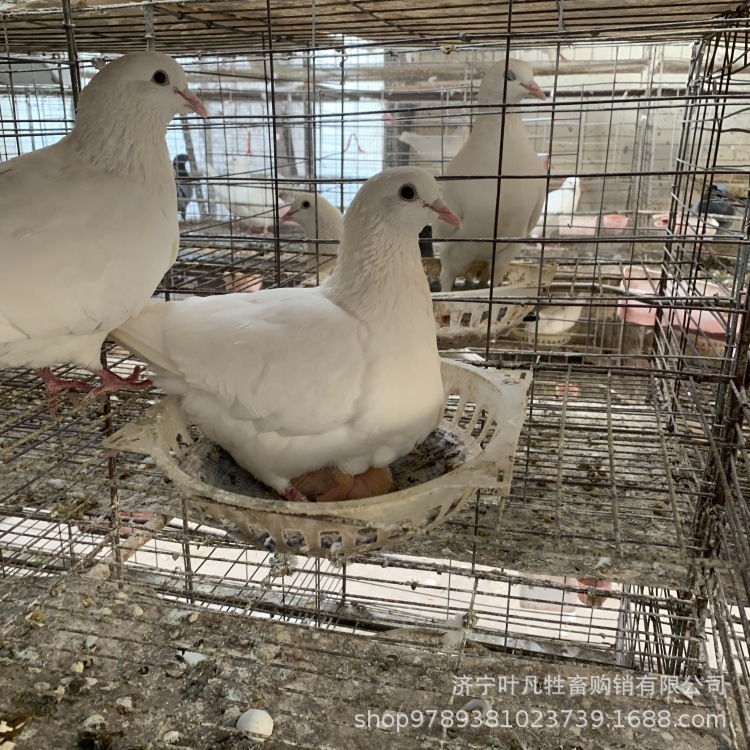 肉鸽种鸽白羽王和落地王13475764645