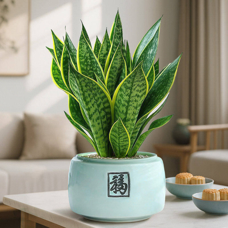 Select a+ grade gold-rimmed tiger orchid + blue blessing ceramic basin + pottery capsules + fertilizer