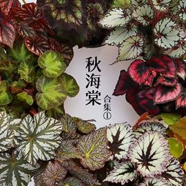 栽培基质;盆栽;营养液