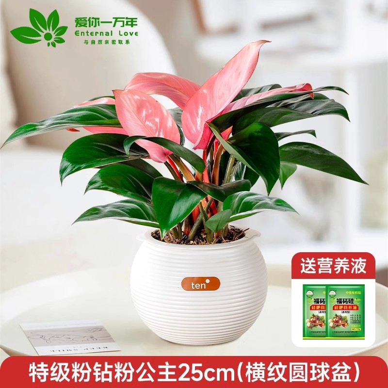 [두인 핫모델] 스페셜 핑크 다이아몬드 핑크 프린세스 25cm (가로 볼 세면대) + 프리 크리스탈 머드 + 영양액