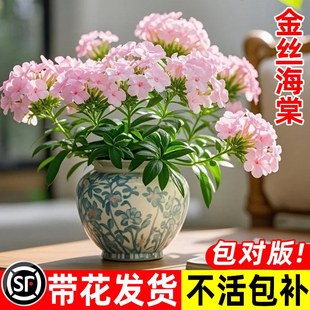 ���z���Ļ������r���ļ������辰�Ϙ�����ֲ���҃Ȼ��Gֲ�滨����