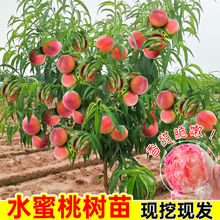 特大冬桃树苗果树嫁接水蜜桃油桃盆栽地栽南北方四季种植庭院果树