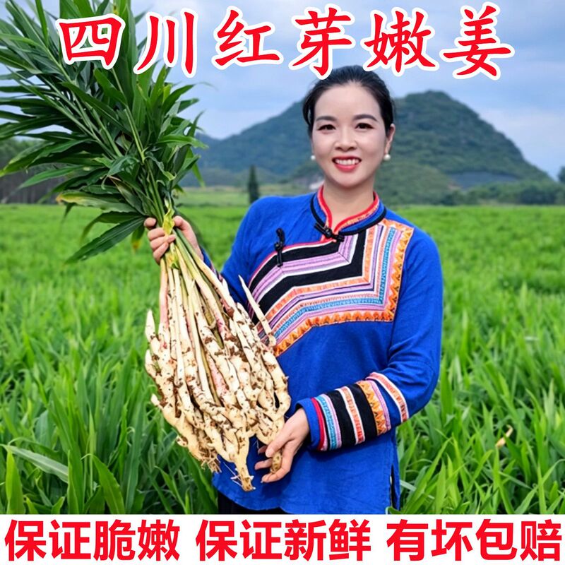Sichuan Red Ginger Sprouts, Fresh Young Ginger, Ginger Buds, 2.5kg Seasonal Vegetables, Pickled Ginger, Farm-Grown Ginger, Whole Box Sichuan Red Ginger Sprouts, Fresh Young Ginger, Ginger Buds, 2.5kg Seasonal Vegetables, Pickled Ginger, Farm-Grown Ginger, Whole Box
