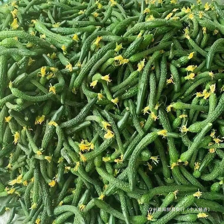 小黄瓜新鲜小黄瓜扭小青瓜新鲜黄瓜手指粗细腌制咸菜下饭菜3/5斤|undefined