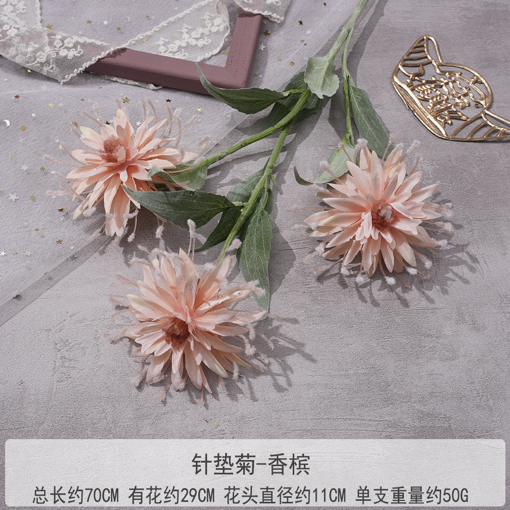WP-针垫菊-香槟