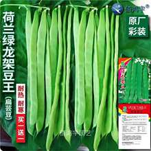 荷兰绿龙架豆王种子扁芸豆无筋四季油豆角架扁豆孑高产豆角子种籽