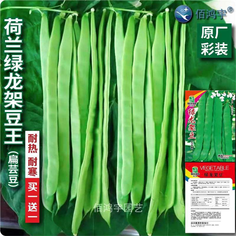 荷兰绿龙架豆王种子扁芸豆无筋四季油豆角架扁豆孑高产豆角子种籽