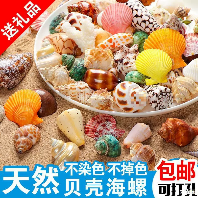 天然贝壳海螺海星珊瑚手工打孔鱼缸造景装饰卷贝鱼寄居蟹用壳