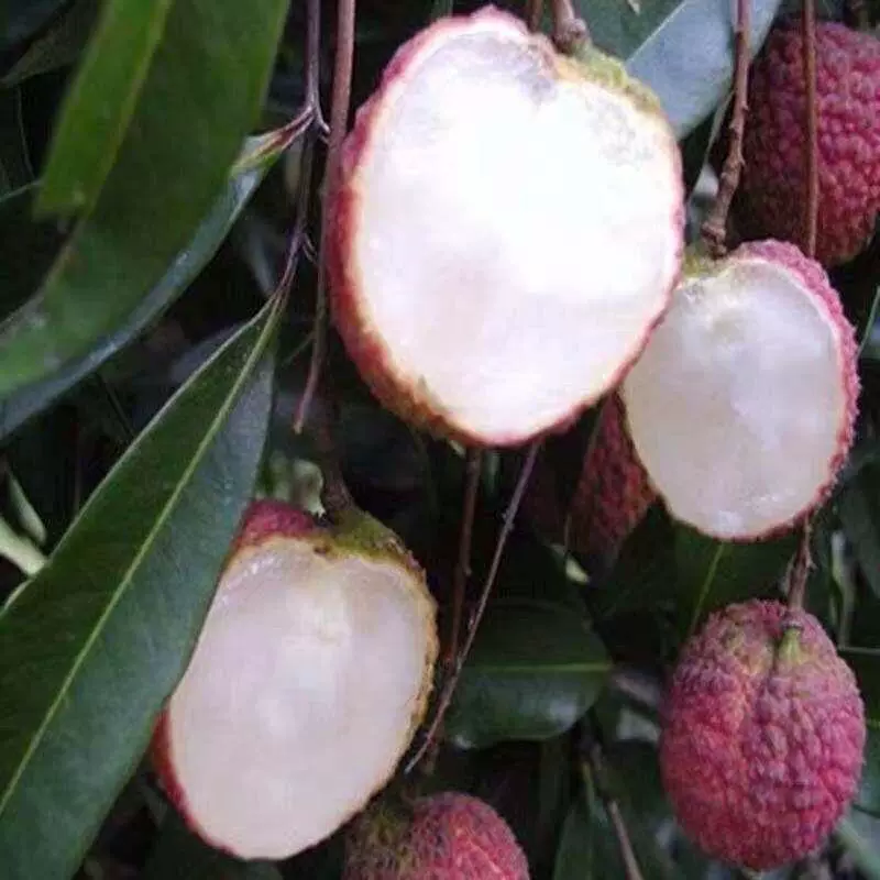 Сиань Цзинфэн привитая рассада личи новый сорт рассада личи Bing привитая рассада фруктового дерева плодоношение без косточек Feizixiao