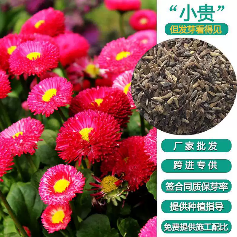 Астра декоративный цветок семена цветок море цветок поле живописный сад срез цветок семена оптом происхождение прямые волосы