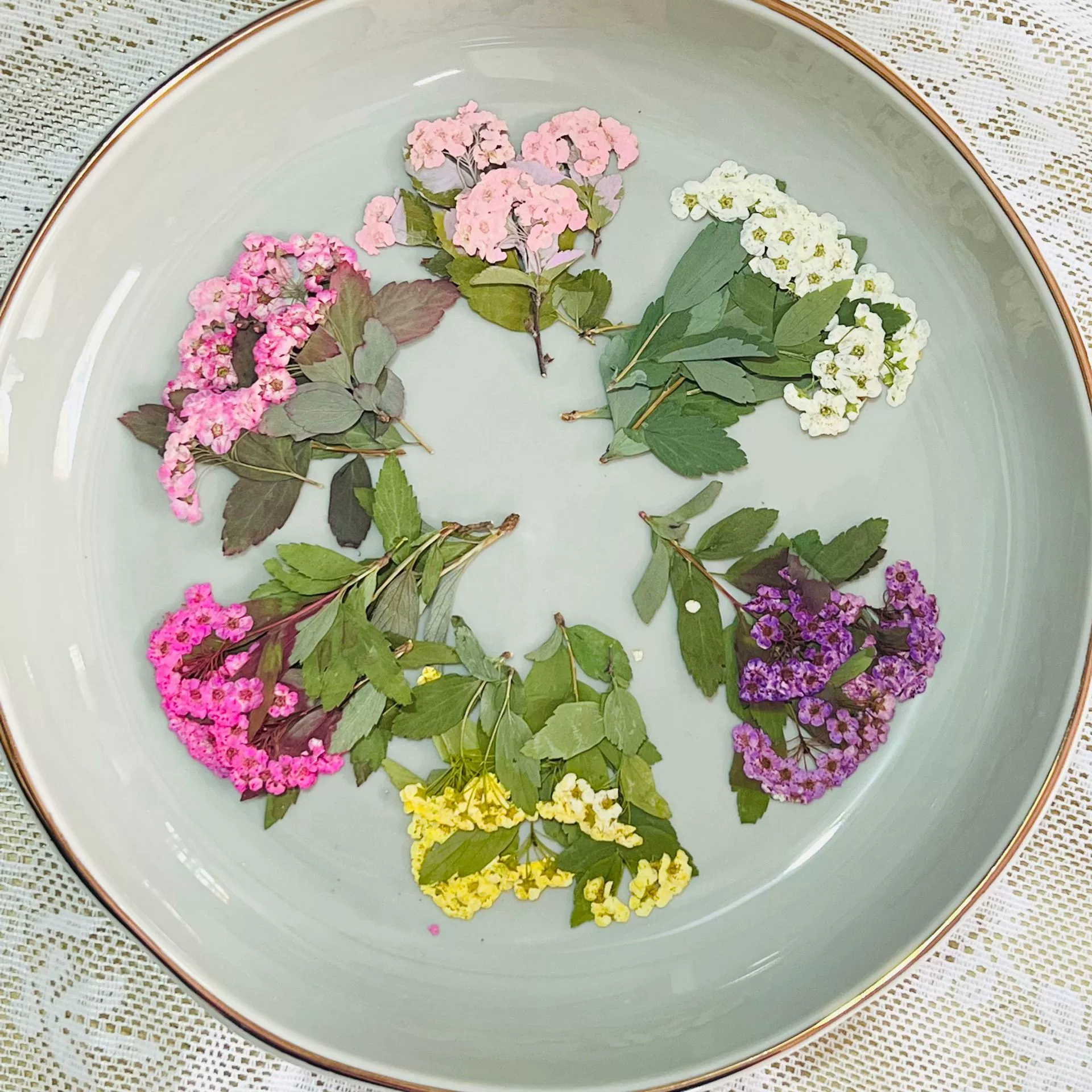 Spiraea с ветками Сухой цветок Тисненый Нарцисс Капля Клей Чехол для мобильного телефона Фоторамка Наклейки для ногтей Картина Цветок Перегородка Образец растений
