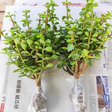 �����֦���~�Ϙ����������辰�҃ȃ����՚⻨�ܺ��B�Gֲ