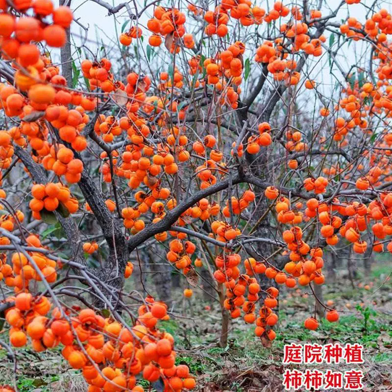 Яблоня в дворе, плодовое дерево, сладкие и хрустящие саженцы хурмы, посаженные в южных и северных районах в том же году, с очень большими старыми сучками бонсай.