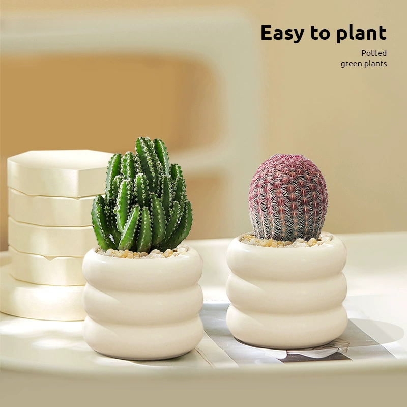 Ссуккуленты комнатные маленькие горшки гостиная столешница кактус кактус зеленая посадка детских садов