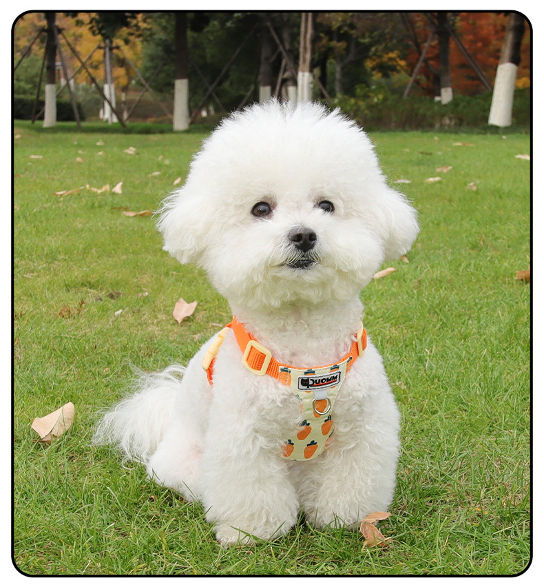 Cute Printed Dog Harness And Leash Set For Small Dog Breeds_voghion.com