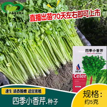 纯丰四季小香芹 农田菜园盆栽种植四季可播青翠香味浓厚芹菜籽