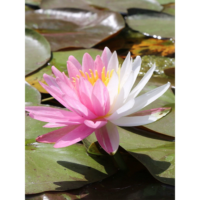 Hongyue спящий лотос с голыми корнями гидропонные цветочные растения на балконе