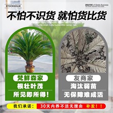 铁树盆栽室内外客厅四季常青耐寒大盆景铁树庭院别墅工程绿化树苗