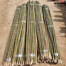 竹竿菜园搭架竹子户外旗杆黄瓜豆角爬藤菜架竹杆支架豇豆搭架杆