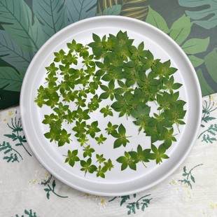 Rabbit ear grass leaf gold dried flower embossed plant specimen diy table lamp decorative glue mobile phone case coaster material