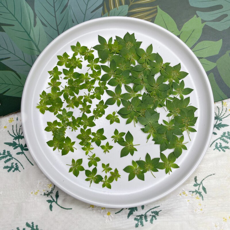 Rabbit ear grass leaf gold dried flower embossed plant specimen diy table lamp decorative glue mobile phone case coaster material