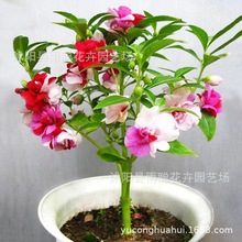 羳̹؛NļNӝM̫ꖻ˹հղ