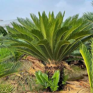 �����F���������l �������wռ���F����ֲ�G���F��r��