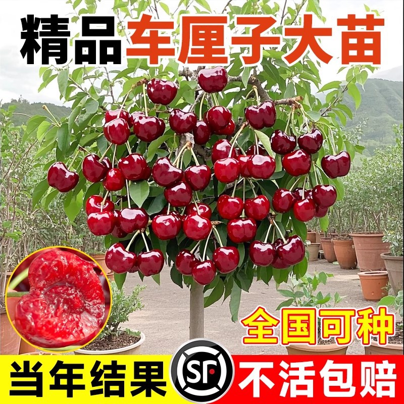 正宗车厘子树苗樱桃树苗盆栽四季阳台南北方种植耐寒矮化大果树苗