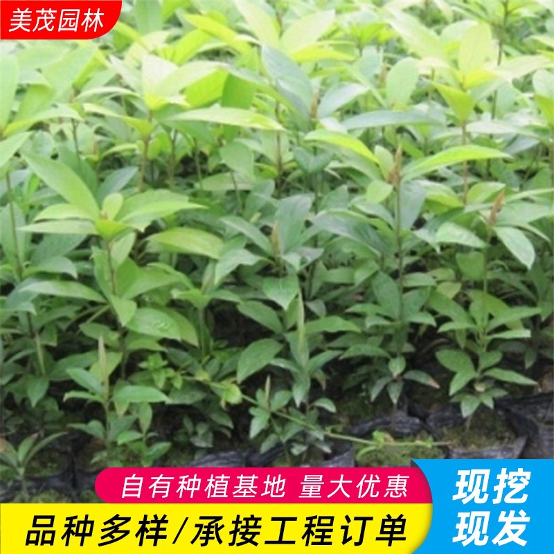 金丝楠木苗四季常青行道树别墅庭院观赏楠木树苗规格齐全金丝楠树