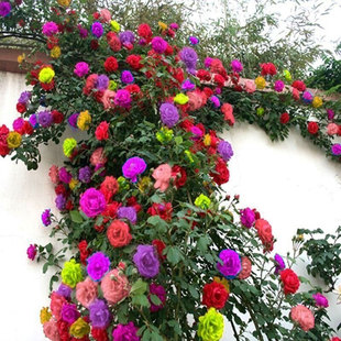 Multi-Color Rose Seedlings, Vine Roses, Large Florals, Strong Fragrance, Garden Climbing Vines, Flower Pots, Balcony Roses Climbing Walls