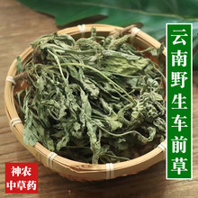 云南野生中药材车前草500g精选一级天然无硫车前草茶新鲜干货泡水