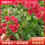 美女美化小区公园花卉