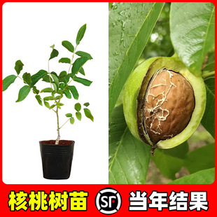 ������Ҙ���籡����Ƥ��������ϱ����NֲͥԺ������箔��Y��