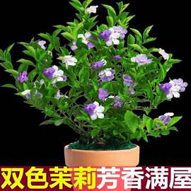 开花双色茉莉四季浓香型庭院花卉鸳鸯盆栽绿植净化茉莉花空气阳台