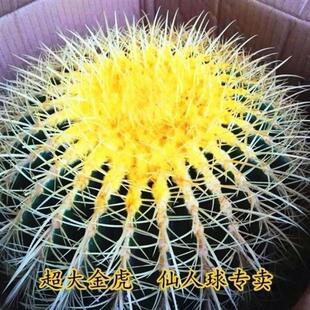 30cm Extra Large Golden Tiger Cactus Extra Large Succulent Cactus Atmospheric High-End Large Flower and Green Plant