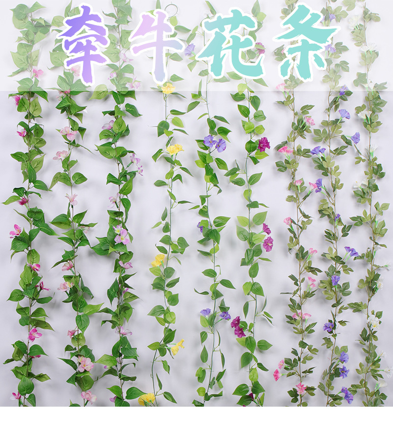 牵牛花条