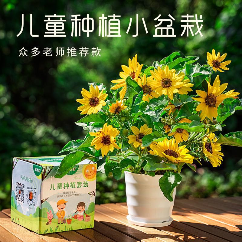 Children's Plant Planting Observation Window Sunflower Seeds Strawberry Impatiens Seeds Scientific Experiment Mini Small Potted Plants