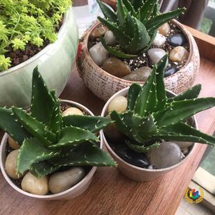 ?ԭ�a�ظߒ����껨ʯ�Z��ʯ���b�·�~��ʯ�^�ڰ��S�t ���