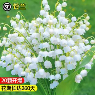 Lily of the Valley Potted Florals and Green Plants Bloom in All Seasons with Buds and Roots Imported Bulbs Cold-Resistant and Frost-Resistant Indoor and Outdoor Plants