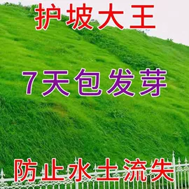 种子;草种子;草坪