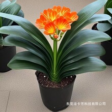 �����m�����������F�����m���Gֲ�ļ�����ֲ���B�׻��҃��̨