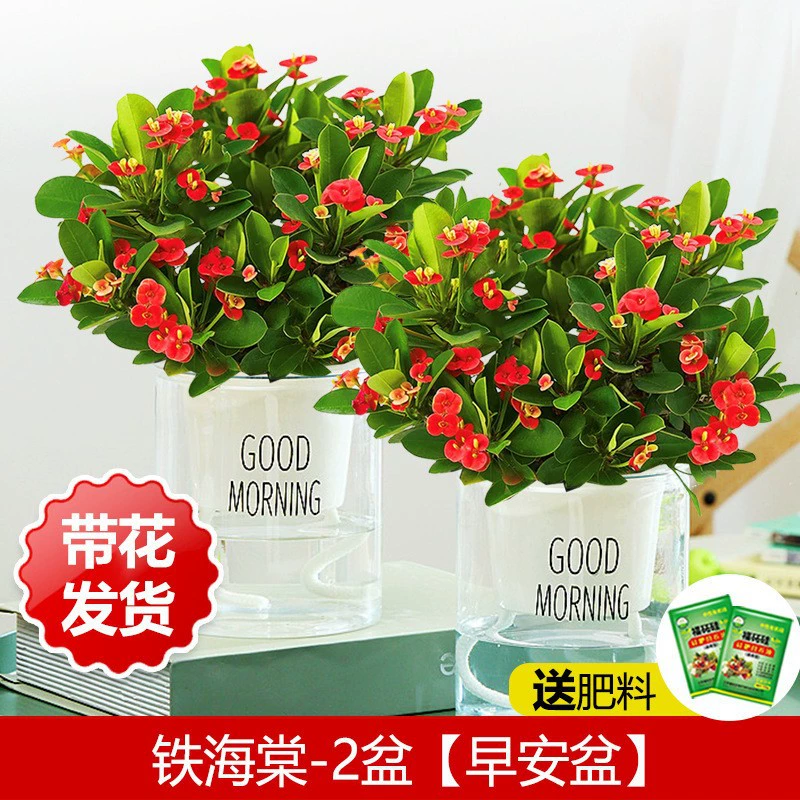 Утюг Бегония Цветы в горшке Внутренний бонсай зеленое растение Четыре сезона Цветущий тигровый чернослив офис балкон цветы цветущие растения