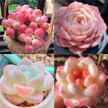 多肉套餐桃蛋群老桩冰玉天鹅绒恩宠室内办公室桌面盆栽