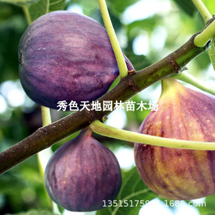 ɰ�ǟo����������ش��ͺ��Ϲ��o���������ϱ���ͥԺ���Ե��ԷNֲ