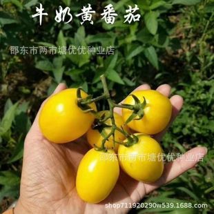 �Sţ���S���ѷN�����t���N���r�������߲˹Ϲ��N��