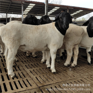 杜泊绵羊养殖场活羊活体杜波羊羔怀孕母羊种公羊育肥小羊苗-阿里巴巴